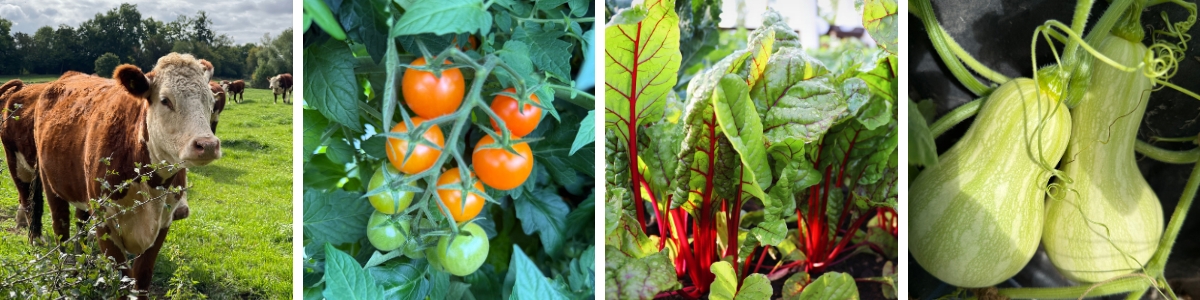 Kitchen garden